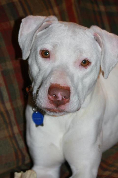 Kimber