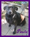 *Paula - Foster needed