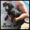 Brad