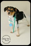 Minnie Puppy