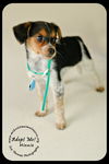 Minnie Puppy