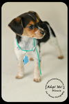 Minnie Puppy