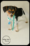 Minnie Puppy