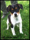 Carmen Puppy