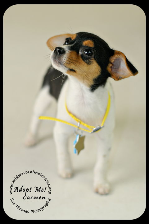 Carmen Puppy