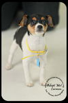 Carmen Puppy