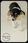 Carmen Puppy