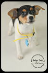 Carmen Puppy