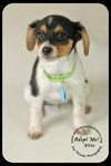 Blitz Puppy