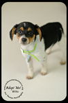 Blitz Puppy