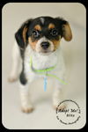 Blitz Puppy