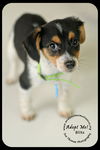 Blitz Puppy