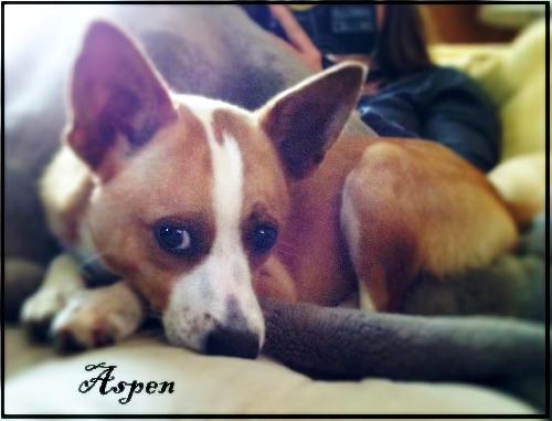 Aspen