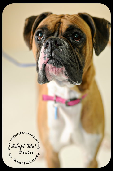 Dexter