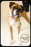 Dexter
