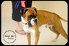 Dexter