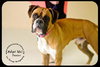 Dexter
