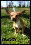 Bugsy