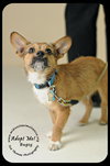 Bugsy
