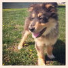 Sonny Puppy