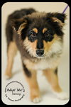Sonny Puppy