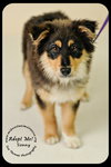 Sonny Puppy
