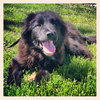 *Cher Puppy* Foster needed by 4-14