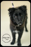 *Cher Puppy* Foster needed by 4-14