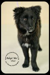 *Cher Puppy* Foster needed by 4-14