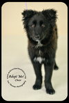 *Cher Puppy* Foster needed by 4-14