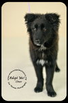 *Cher Puppy* Foster needed by 4-14