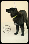 *Cher Puppy* Foster needed by 4-14