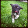 Burt Puppy
