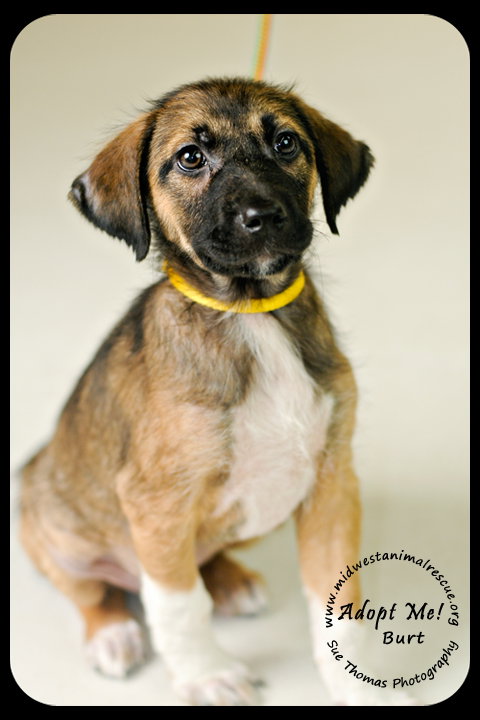 Burt Puppy