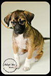 Burt Puppy