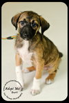 Burt Puppy