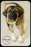 Burt Puppy