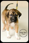 Burt Puppy