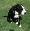 Pipi