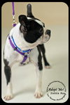 Dottie Roo