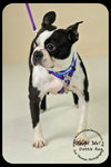 Dottie Roo