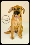Roxie