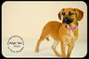 Roxie
