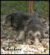 Checkers
