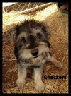 Checkers