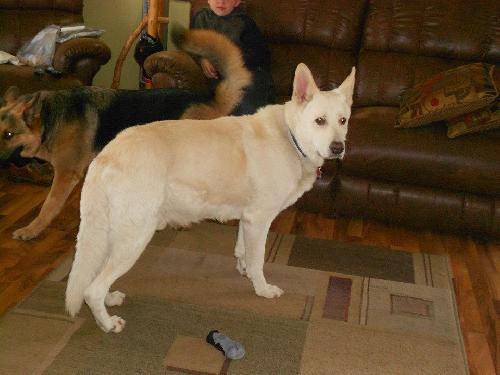 Arctic - Foster needed