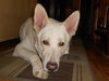 Arctic - Foster needed