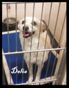 Delia