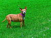 Pepper