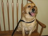 Brody